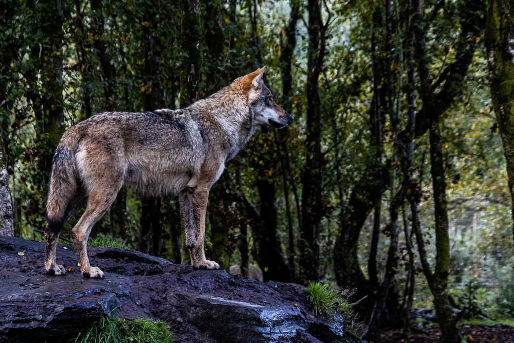 a wolf standing on a rock in a forest