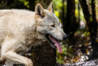 A wolf with a light gray coat and sharp eyes is captured in a forest setting. Its mouth is open, revealing its tongue and teeth, as it walks past trees with a focused expression.