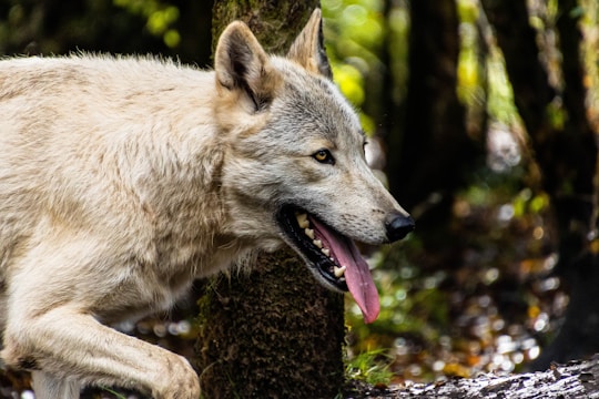 A wolf with a light gray coat and sharp eyes is captured in a forest setting. Its mouth is open, revealing its tongue and teeth, as it walks past trees with a focused expression.