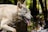 A wolf with a light gray coat and sharp eyes is captured in a forest setting. Its mouth is open, revealing its tongue and teeth, as it walks past trees with a focused expression.
