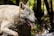 A wolf with a light gray coat and sharp eyes is captured in a forest setting. Its mouth is open, revealing its tongue and teeth, as it walks past trees with a focused expression.