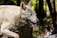 A wolf with a light gray coat and sharp eyes is captured in a forest setting. Its mouth is open, revealing its tongue and teeth, as it walks past trees with a focused expression.
