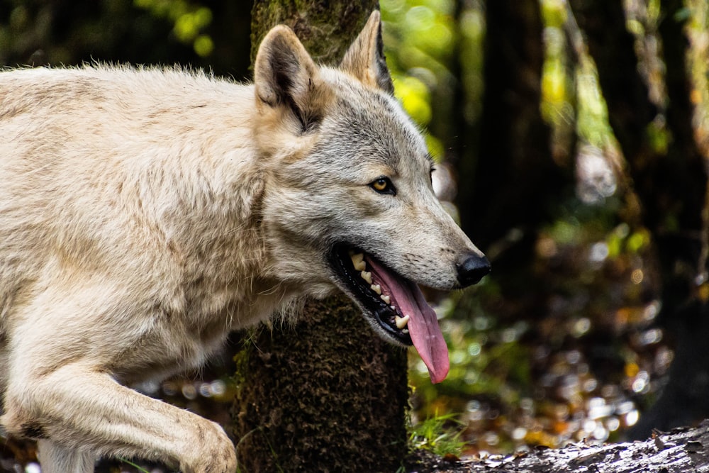 a white wolf standing next to a tree in a forest