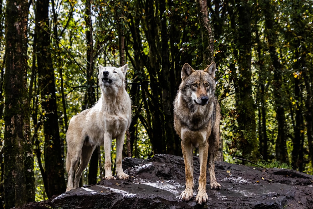two wolfs standing on a rock in the woods