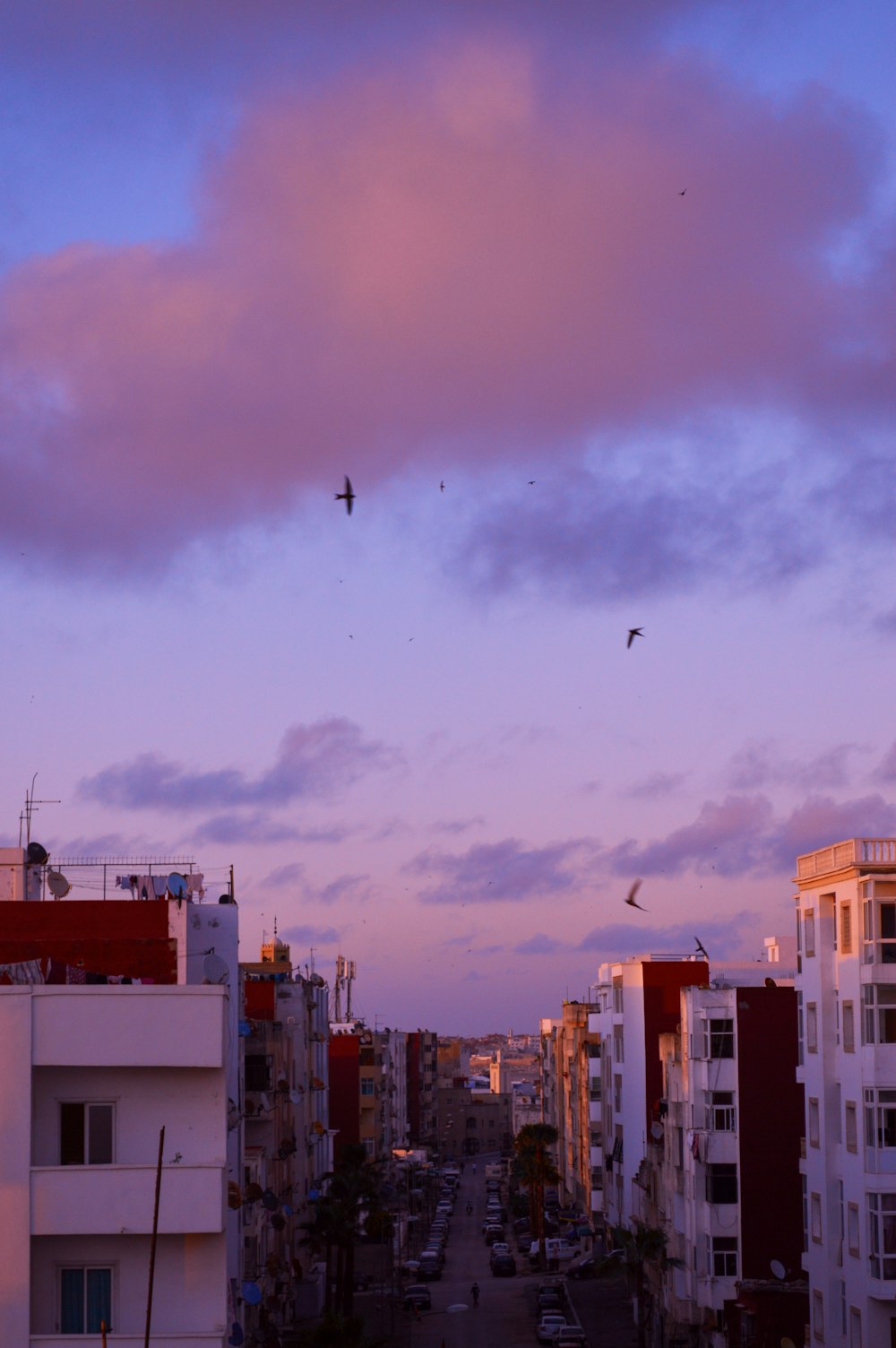 夕暮れ時に街の上空を飛��ぶ鳥のグループ