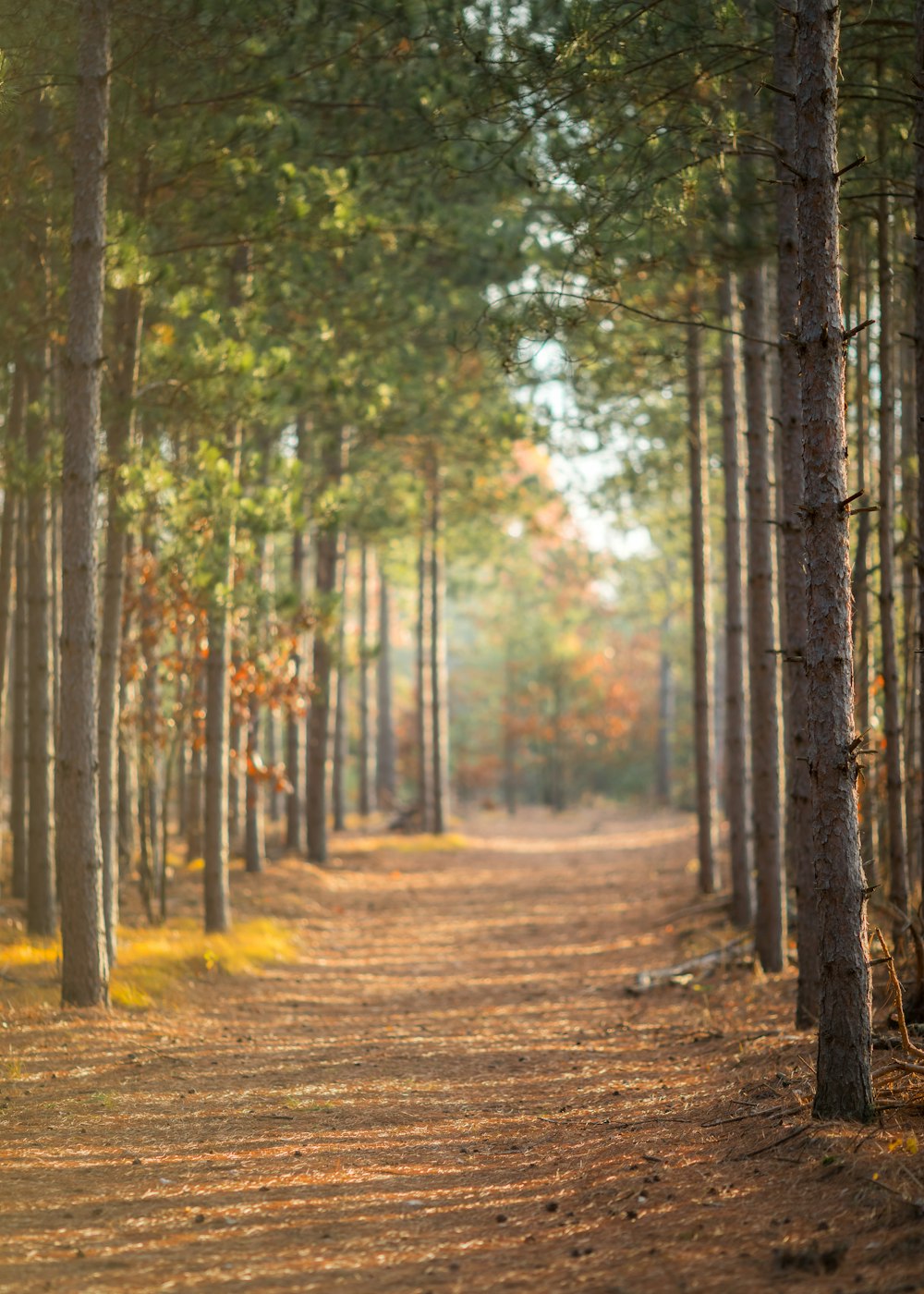 a dirt road in the middle of a forest