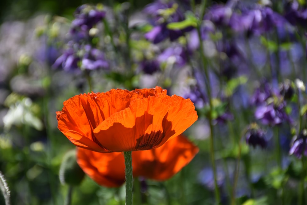 a close up of a flower in a field of flowers