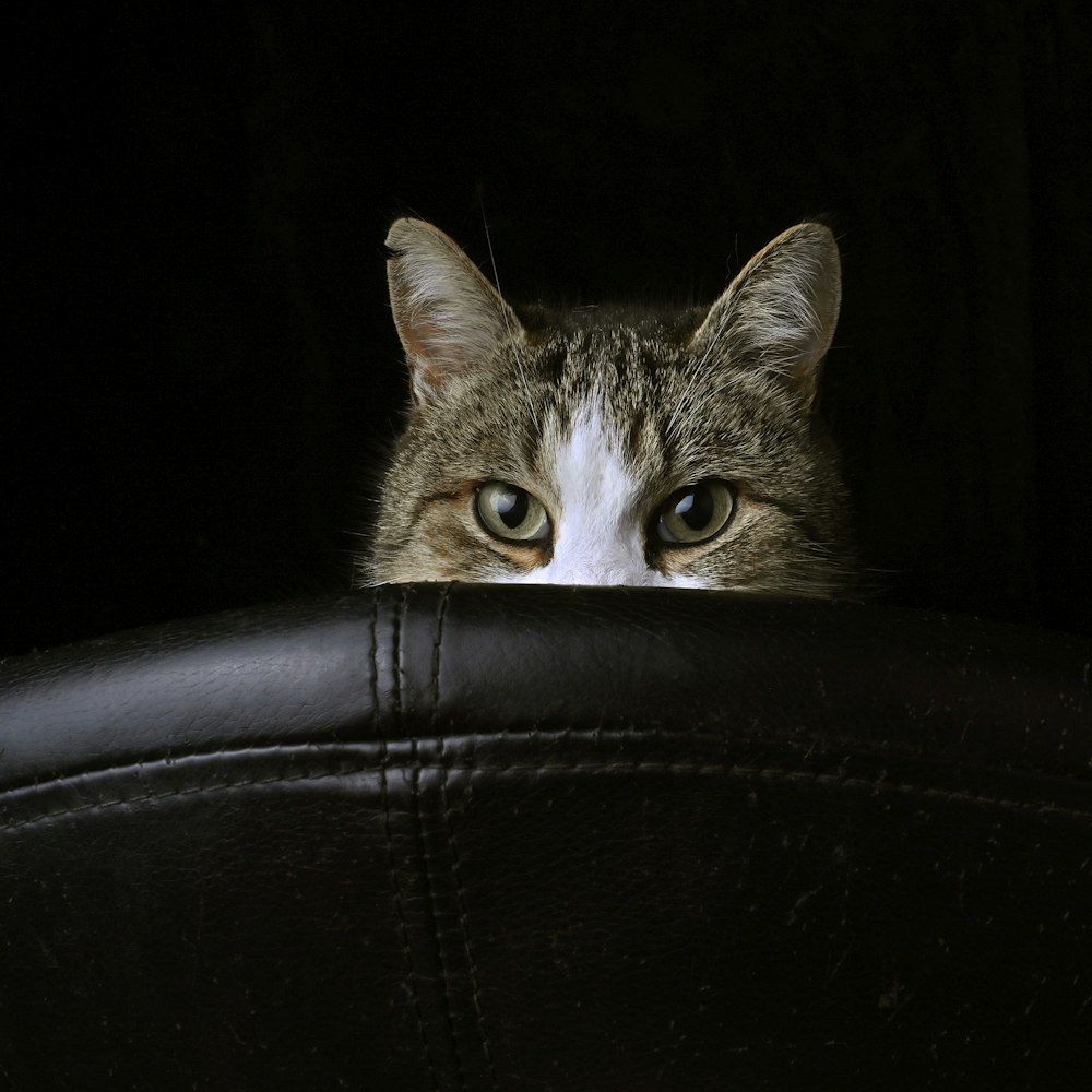 a cat peeking out from behind a leather chair