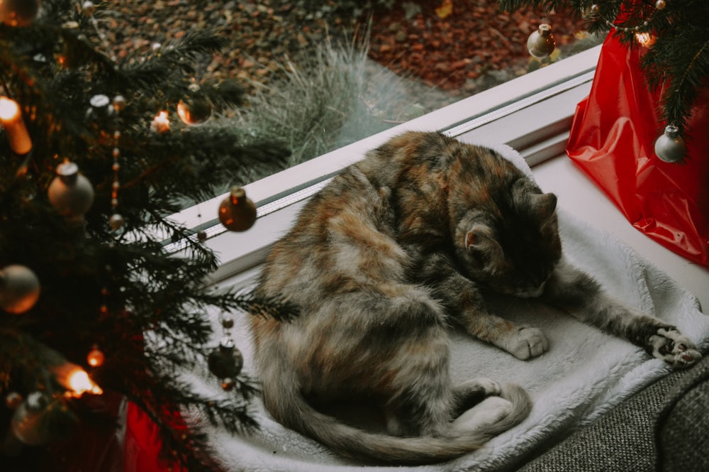 a cat laying on a towel next to a christmas tree