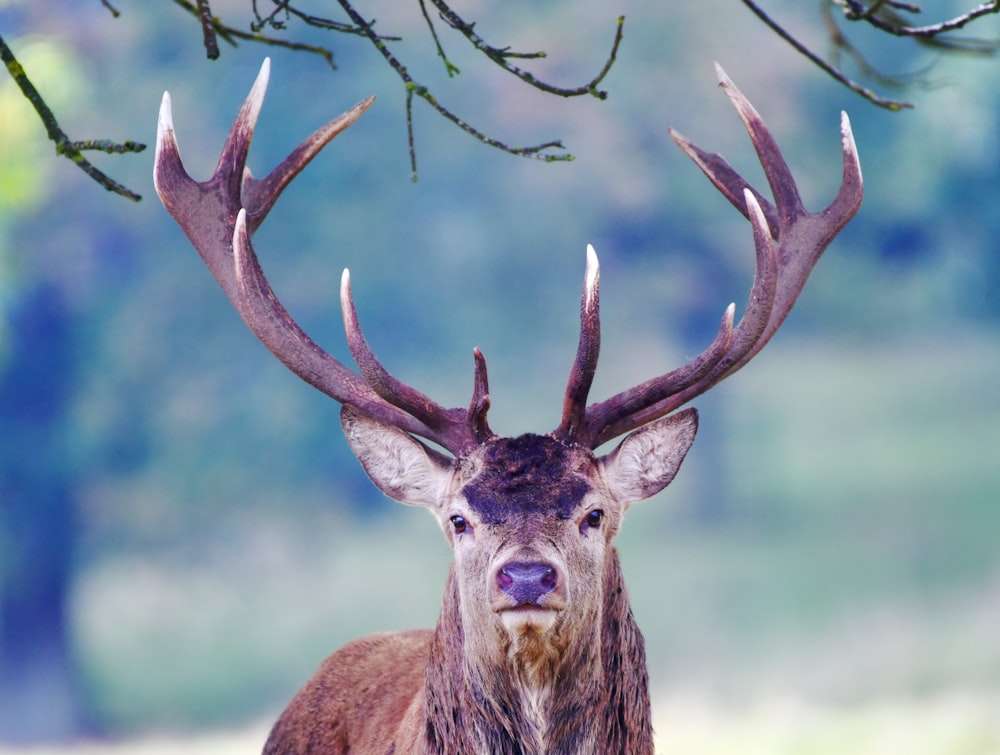 a close up of a deer with antlers on it's head