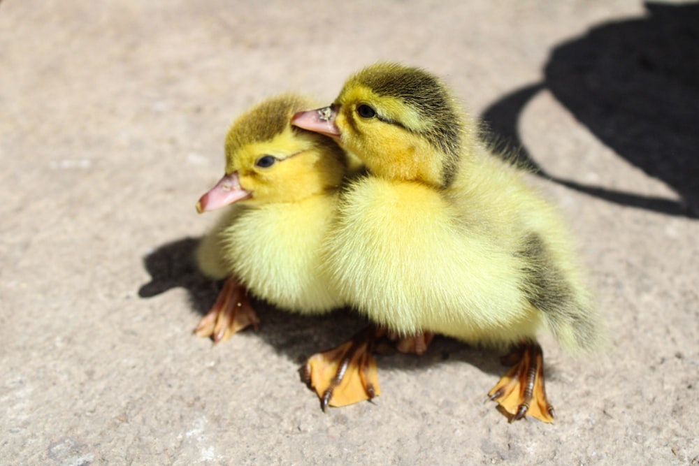two baby ducks are sitting on the ground