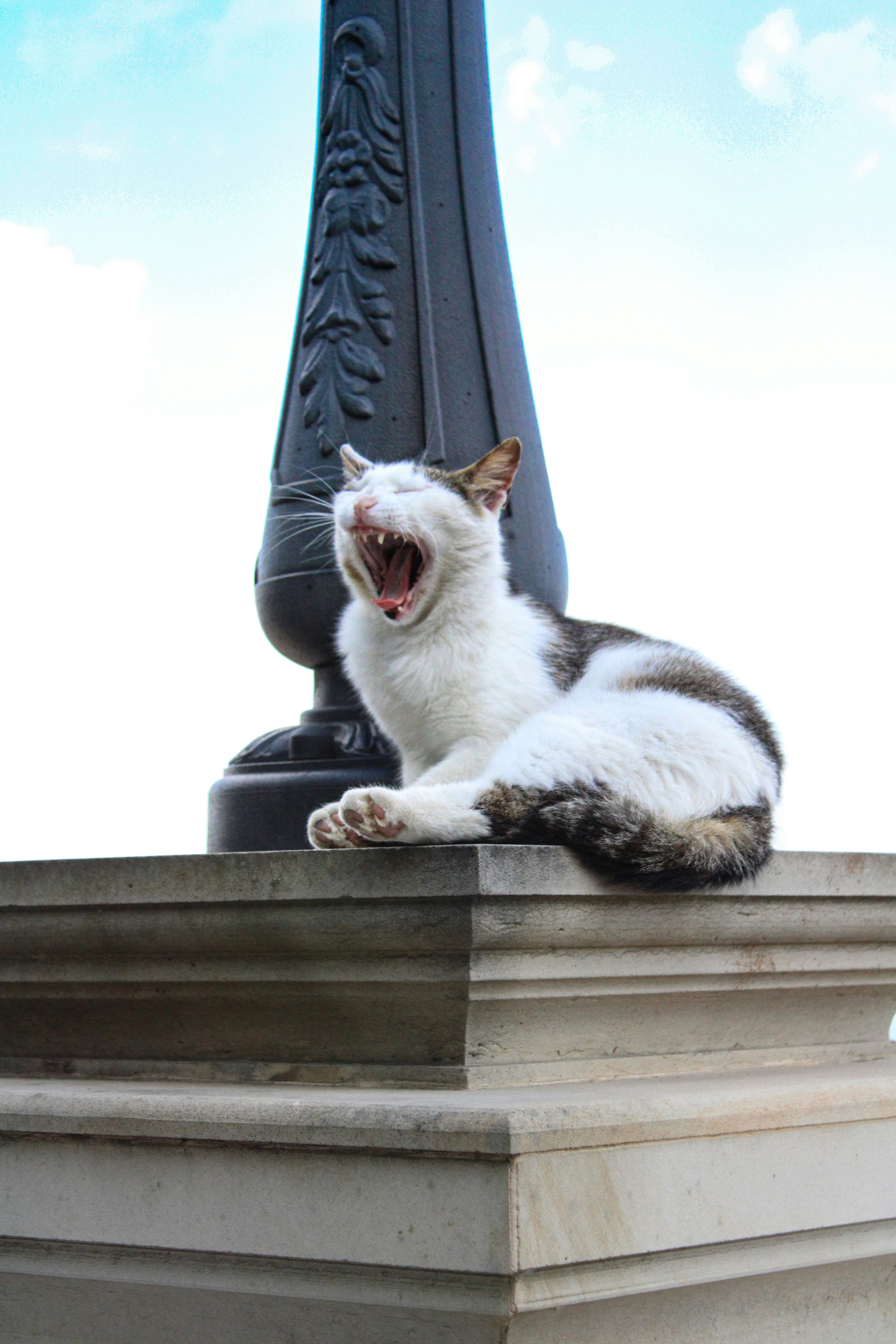Yawning cat on the beach