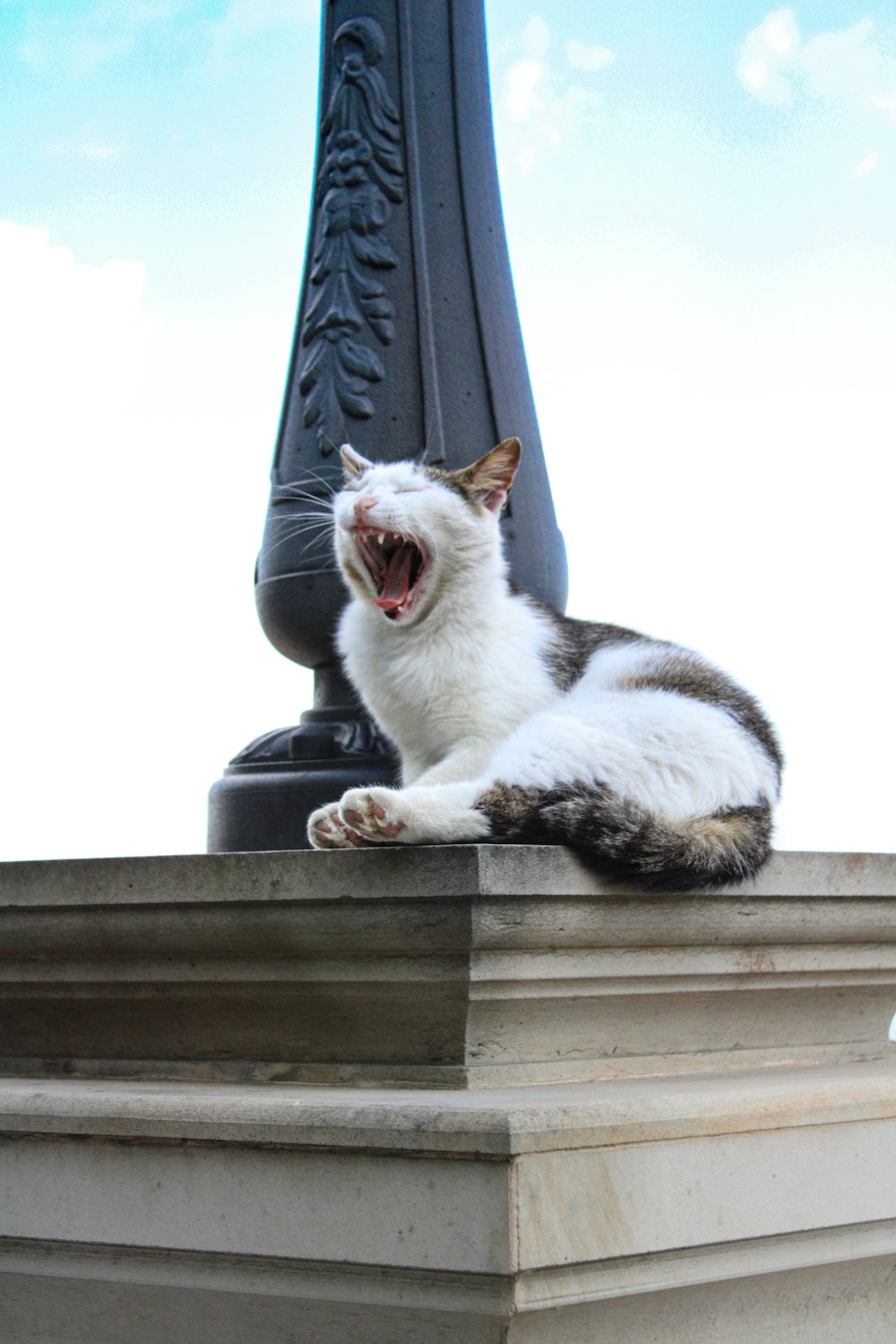 a cat yawns while sitting on top of a lamp post