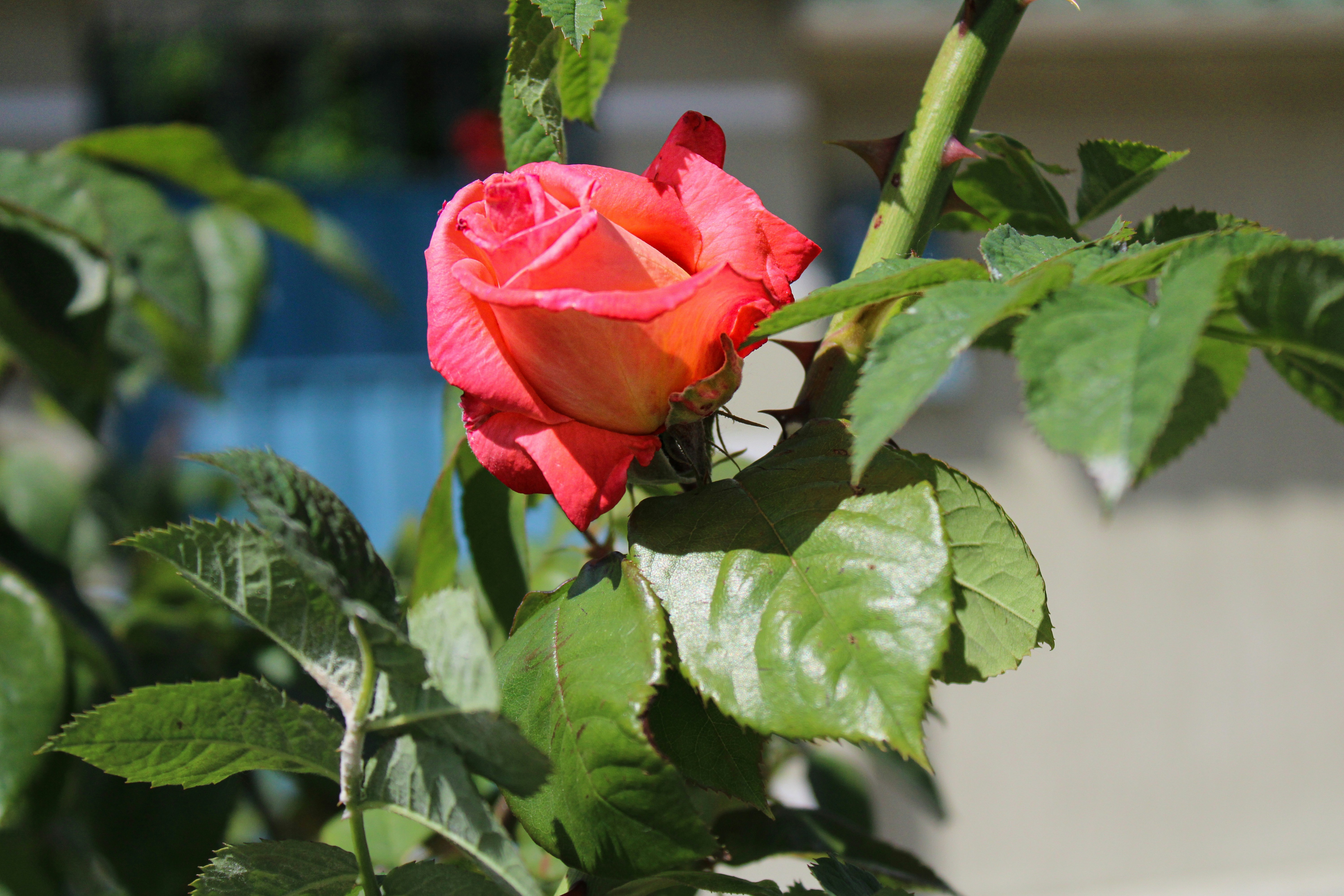 Pink rose in the garden