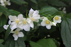 a group of white flowers with green leaves