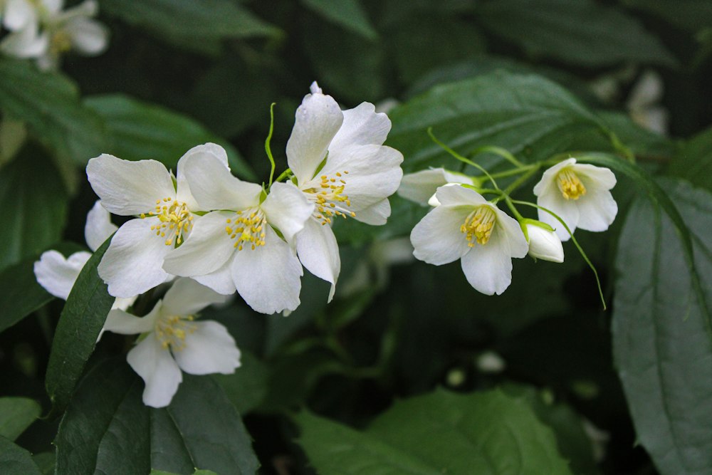 Jasmine and Floral Middle Notes