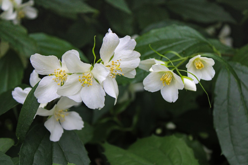 a group of white flowers with green leaves