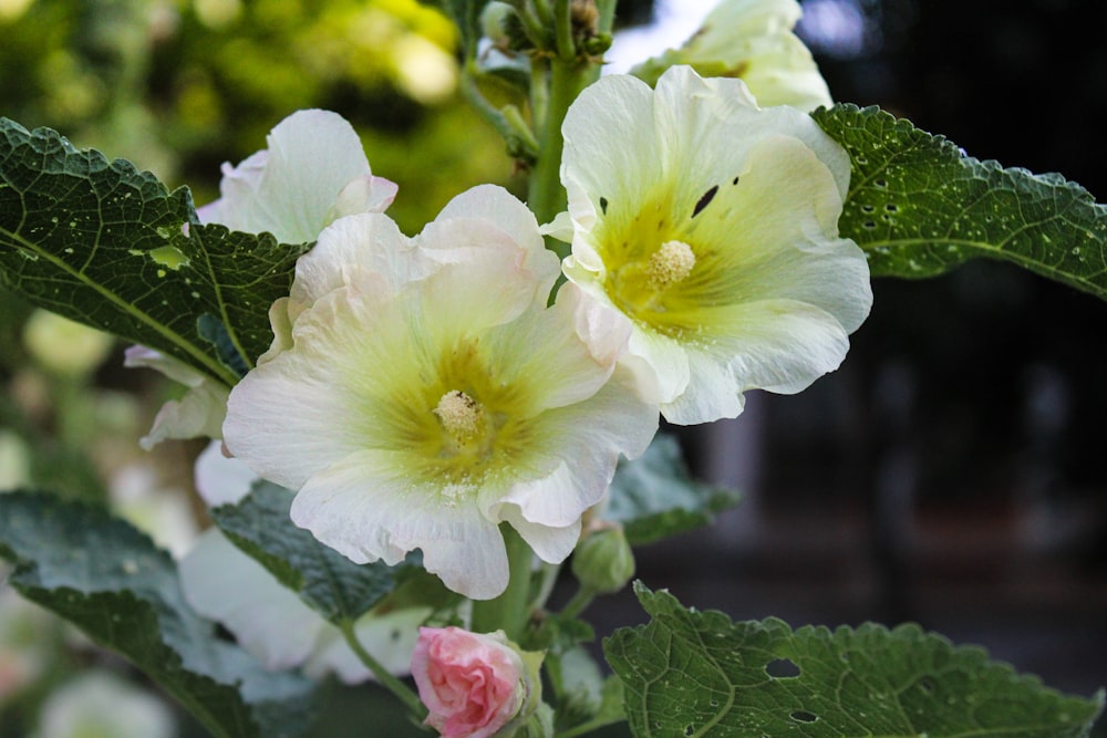 a close up of two white flowers with green leaves