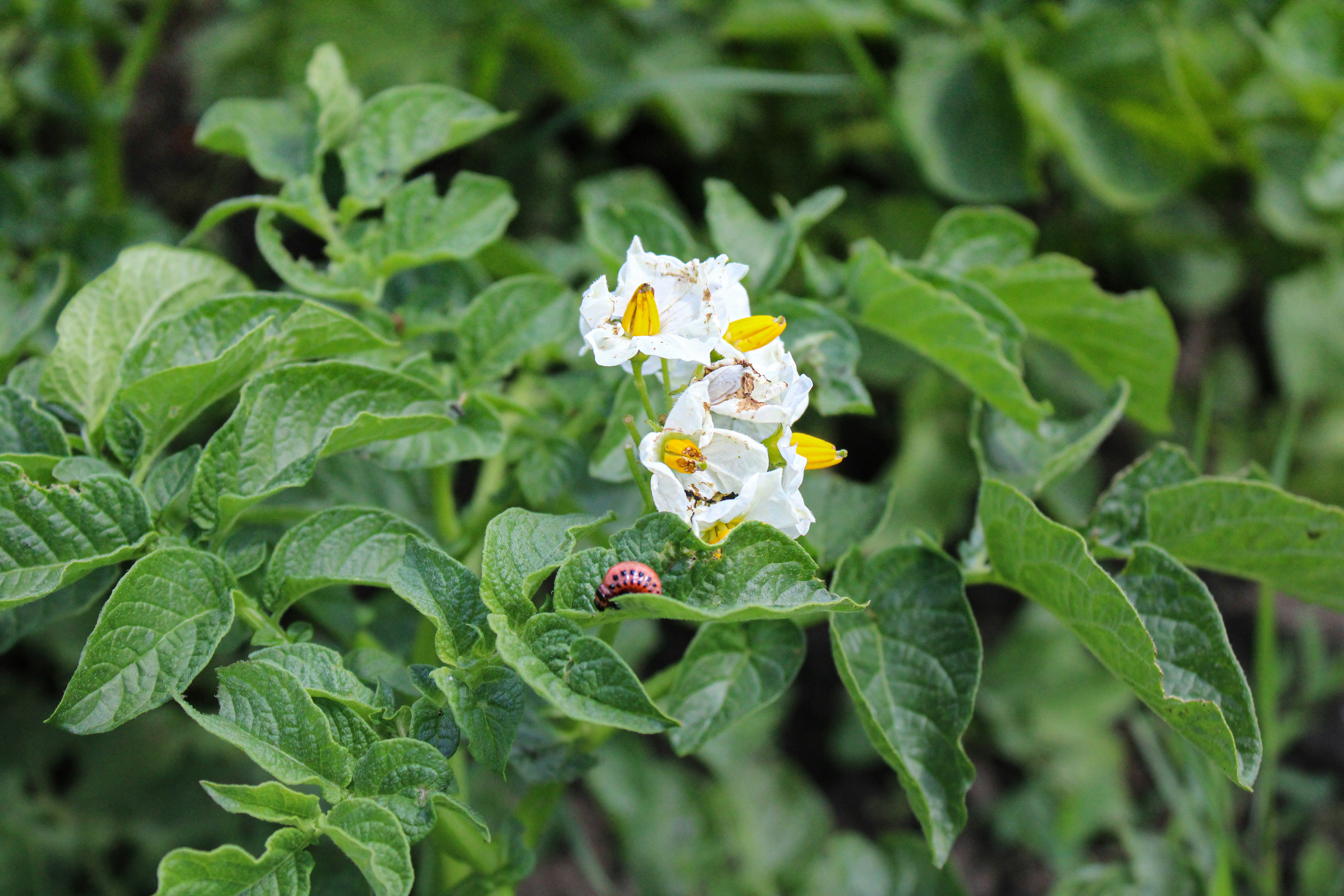 a white and yellow flower with a lady bug on it