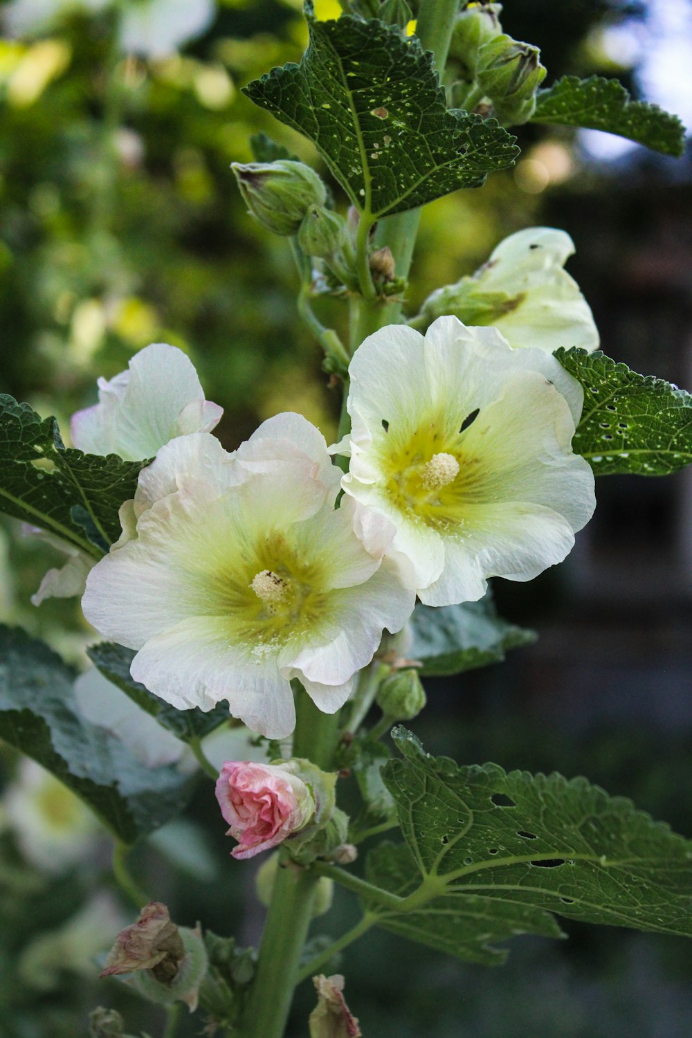 a close up of a white flower with green leaves