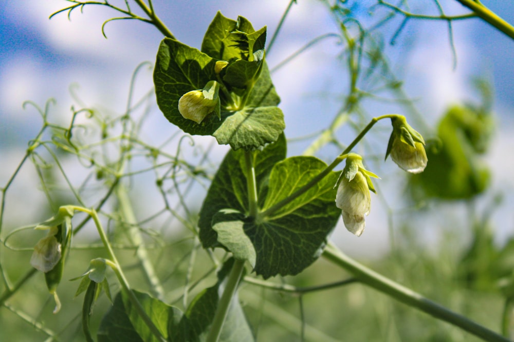 a close up of a green plant with flowers