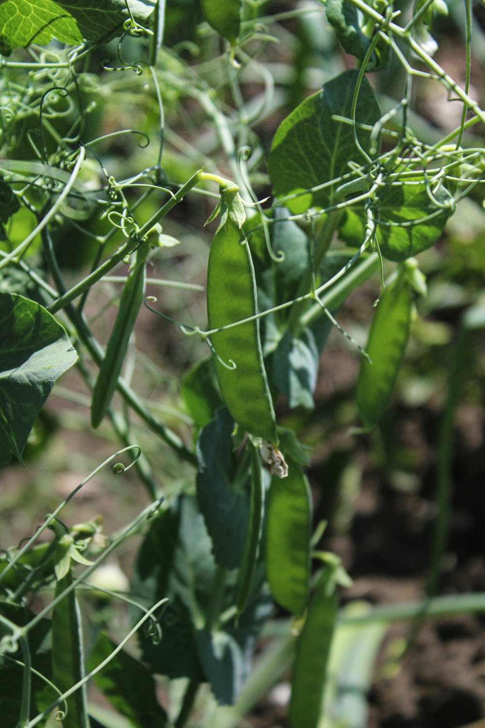 a close up of a plant with green leaves