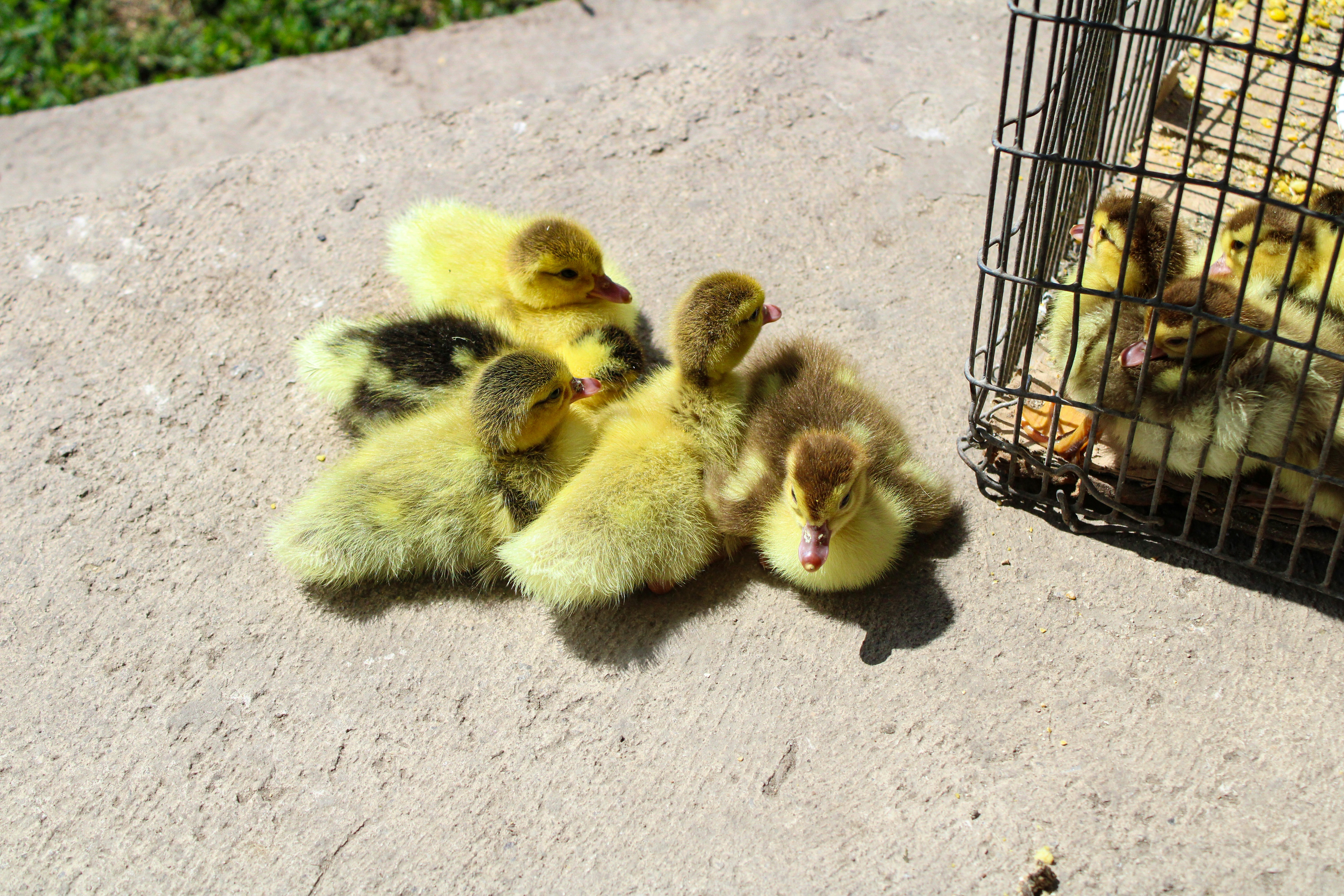A group of baby ducks sitting next to a cage photo Free Birds Image