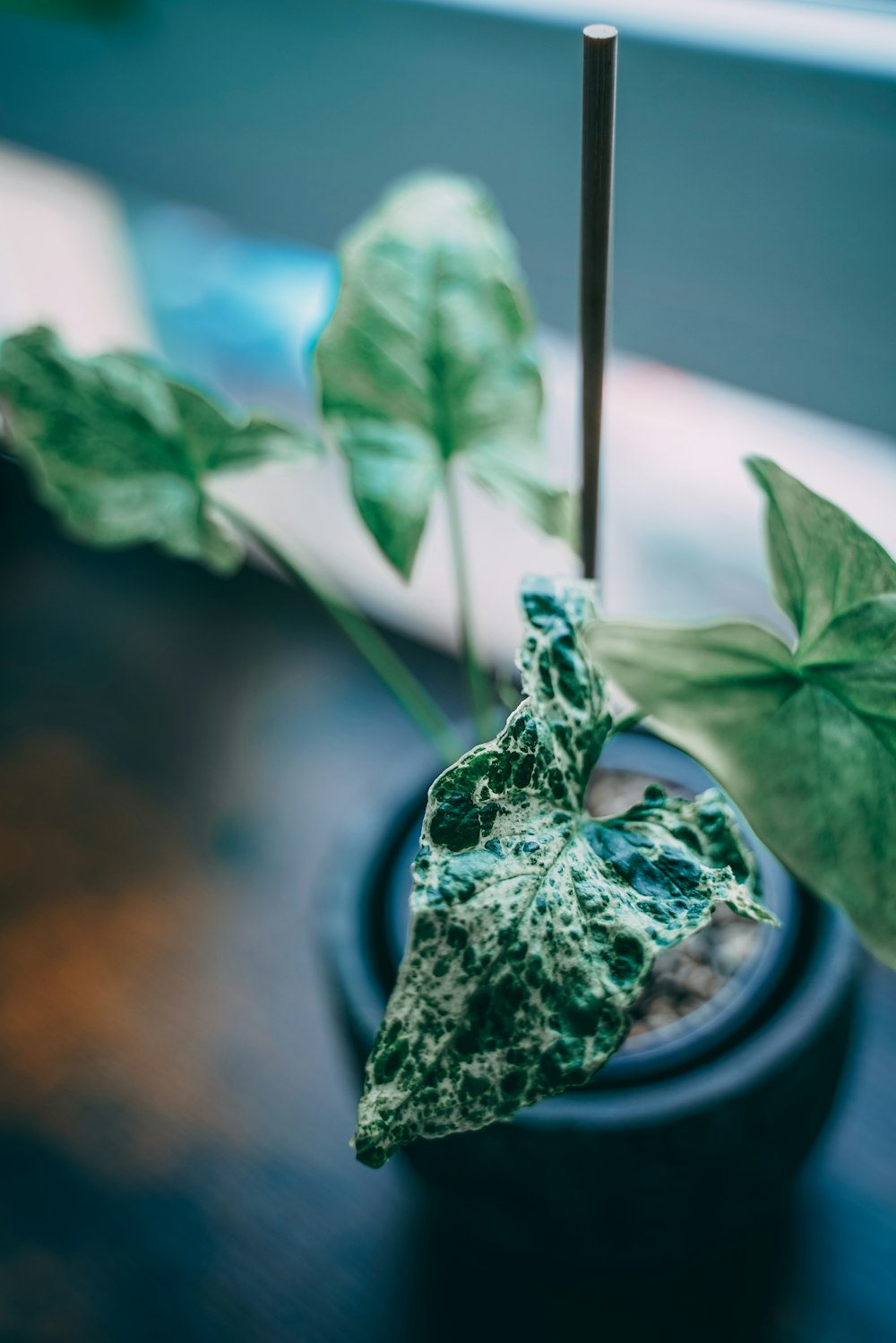 una planta que está sentada en una maceta