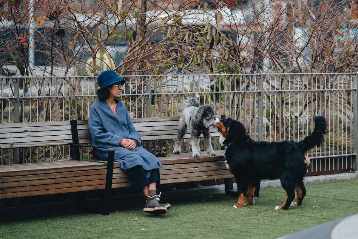 Une femme assise sur un banc de bois dans un enclos gazonné regarde deux chiens, un caniche gris et un bouvier bernois, qui se font face