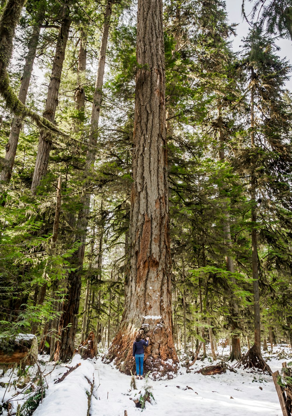 a person standing in front of a large tree