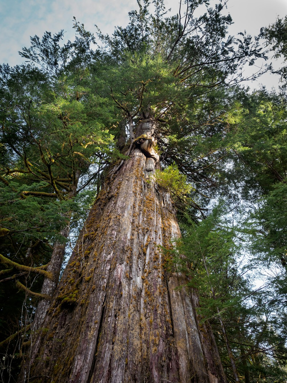 a tall tree in the middle of a forest