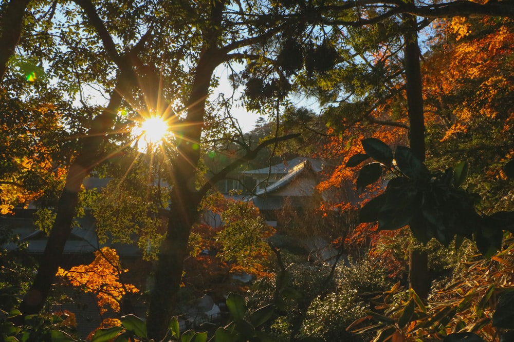 the sun is shining through the trees in the forest