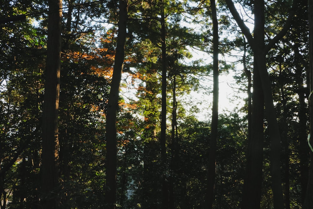 a forest filled with lots of tall trees