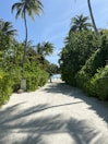 Garden path lined with tropical plants leading to the beach.