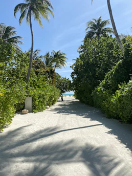 A sunlit beach path winding through lush tropical palms toward turquoise ocean waves.