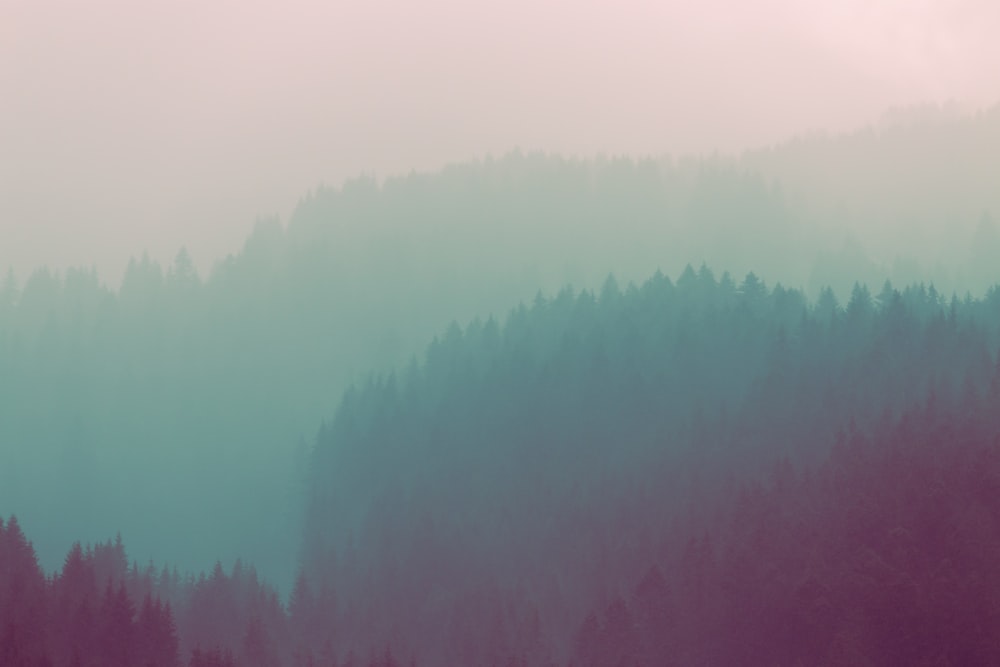 a forest filled with lots of trees covered in fog