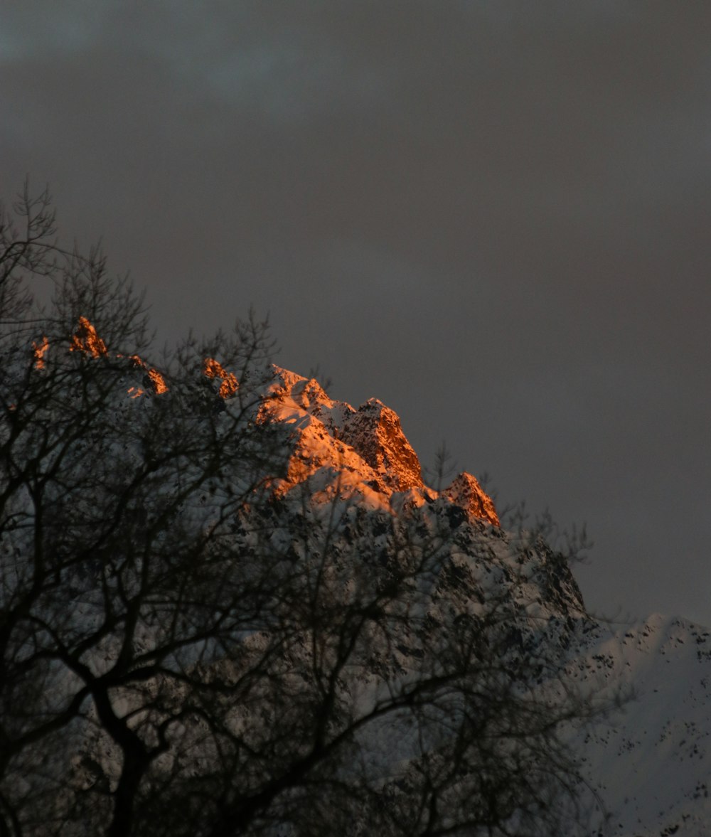 a snow covered mountain with trees in the foreground