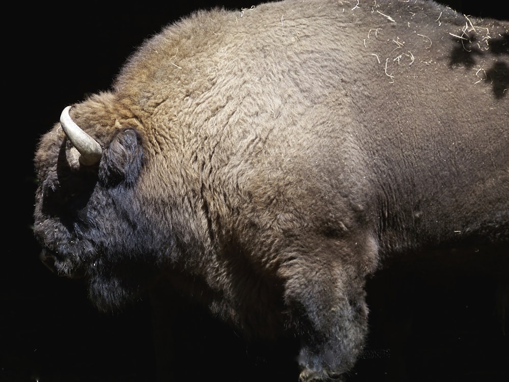 a large buffalo standing in the dark