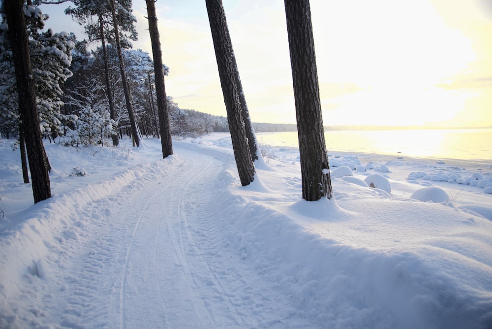 Ein Weg im Schnee zwischen zwei Bäumen