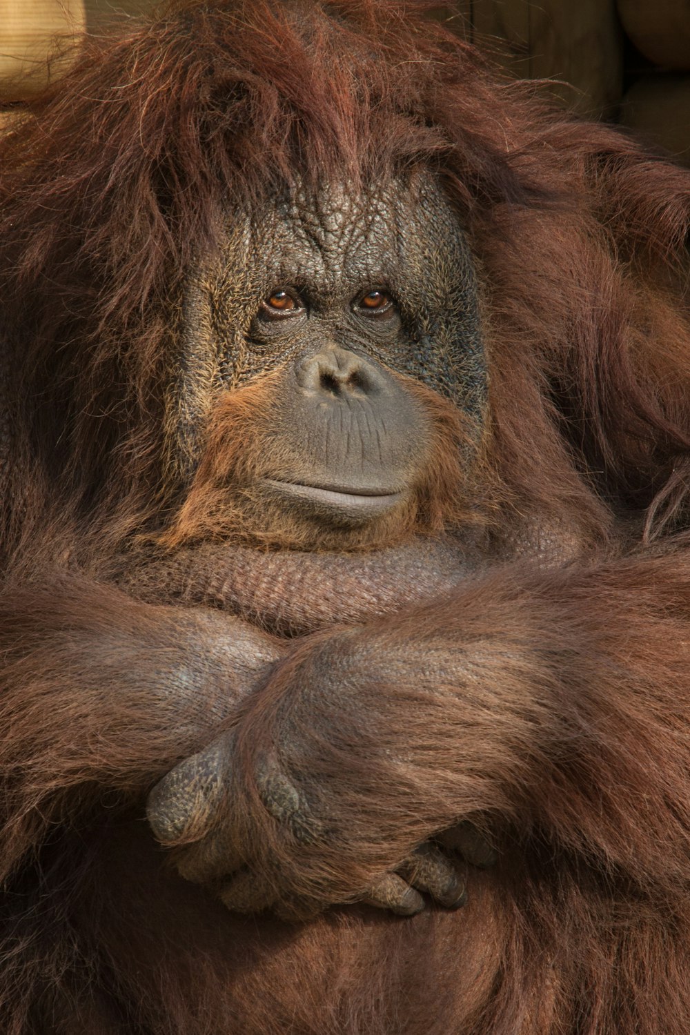 a brown oranguel sitting on top of a wooden floor
