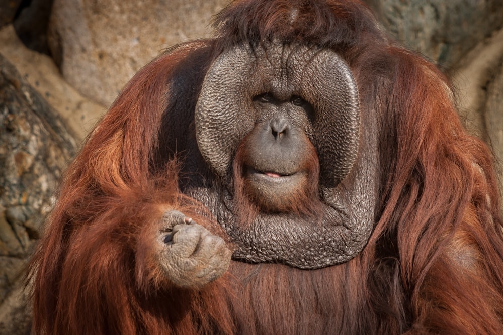 a close up of an orangutan with its mouth open