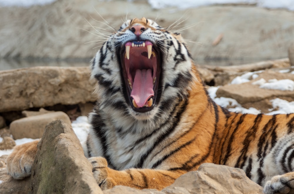 a tiger yawns while laying on some rocks