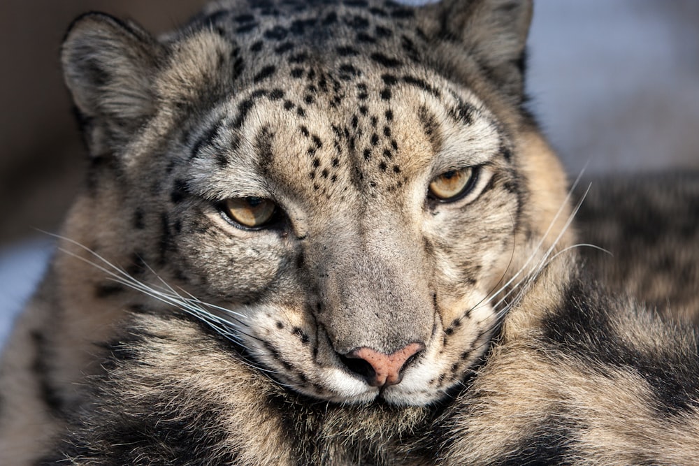 a close up of a snow leopard's face