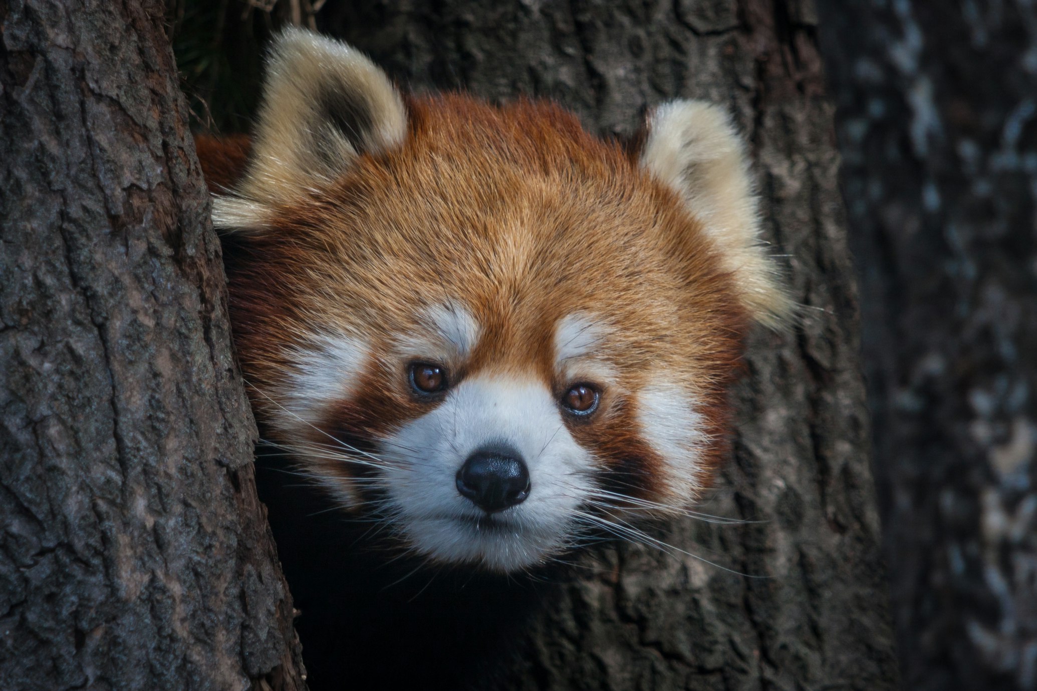 Peek-a-boo! by Bobby Mc Leod on Unsplash