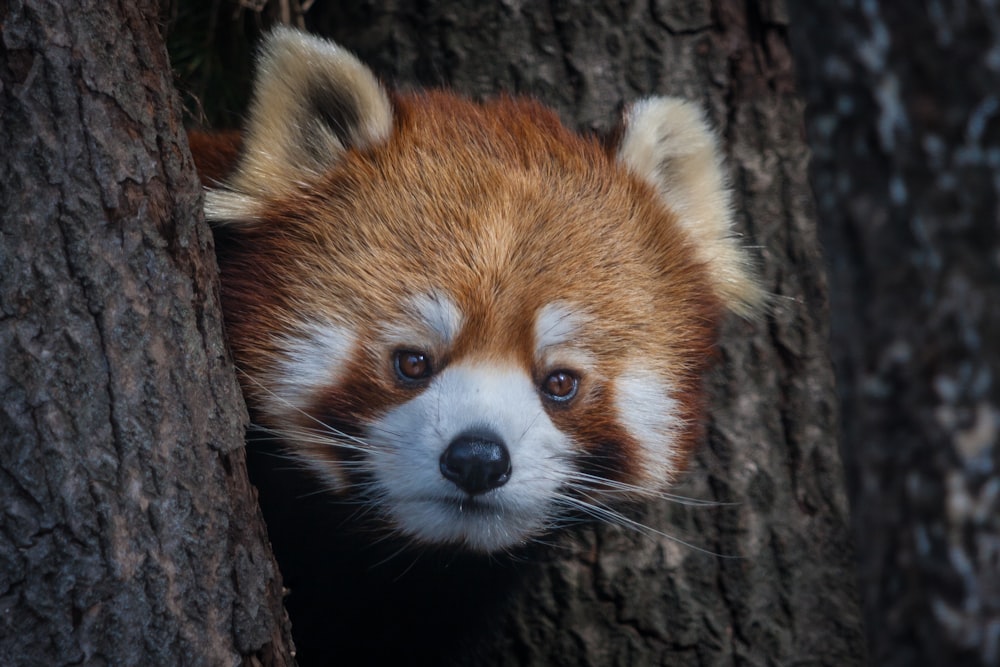 a red panda cub peeks out from behind a tree