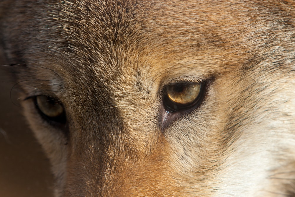 a close up of a wolf's face with yellow eyes
