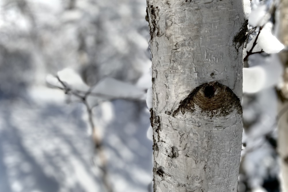a close up of a tree trunk with snow in the background