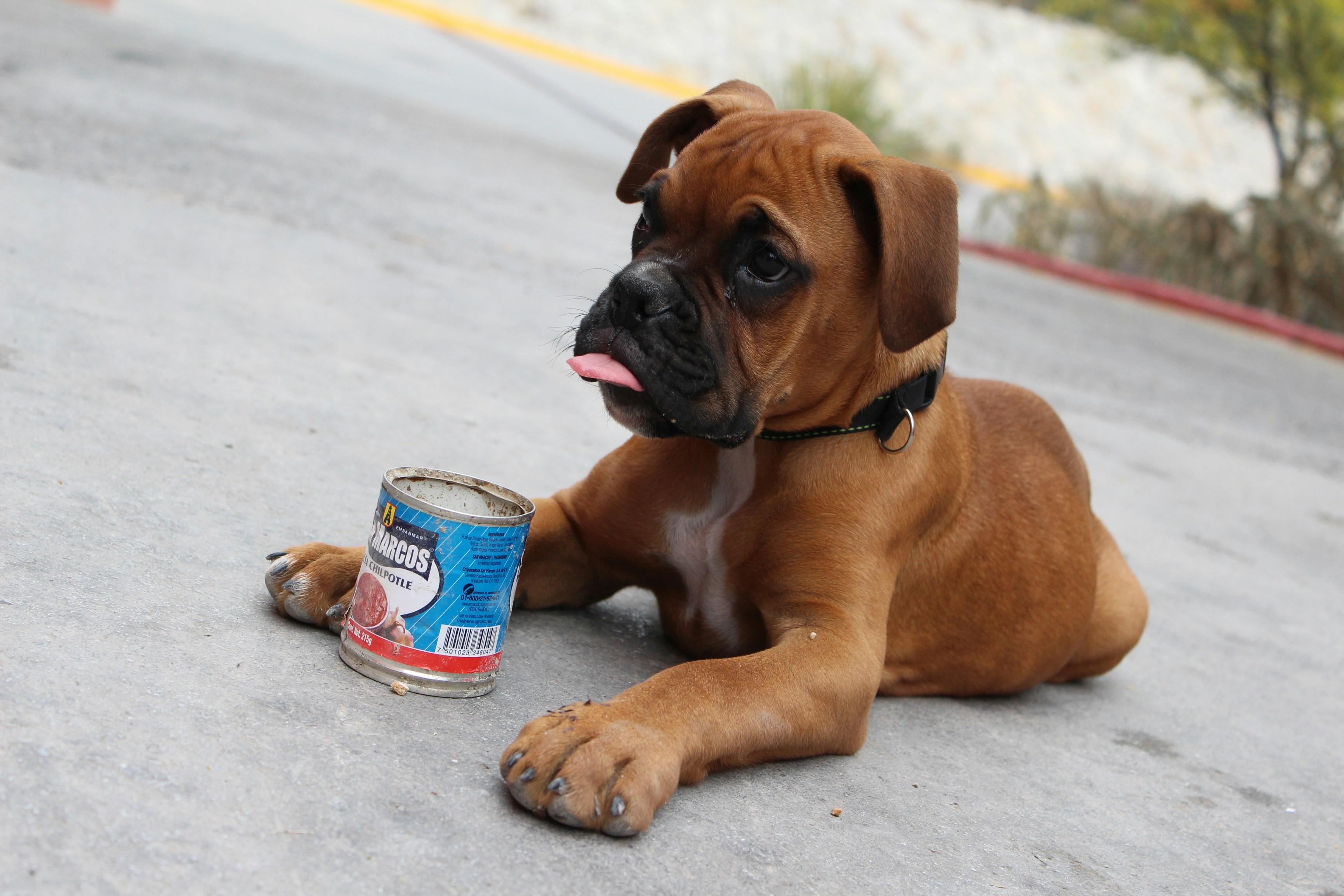 Why is My Dog Throwing Up? Understanding the Causes and Solutions