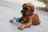 A brown puppy with a black collar lies on a concrete surface, sticking its tongue out. Beside the puppy is an opened can with colorful labeling.