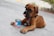 A brown puppy with a black collar lies on a concrete surface, sticking its tongue out. Beside the puppy is an opened can with colorful labeling.